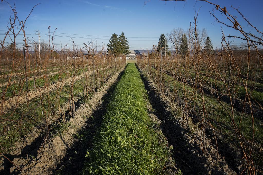 Savannah House Wine Country Inn & Cottages Himrod Exteriér fotografie